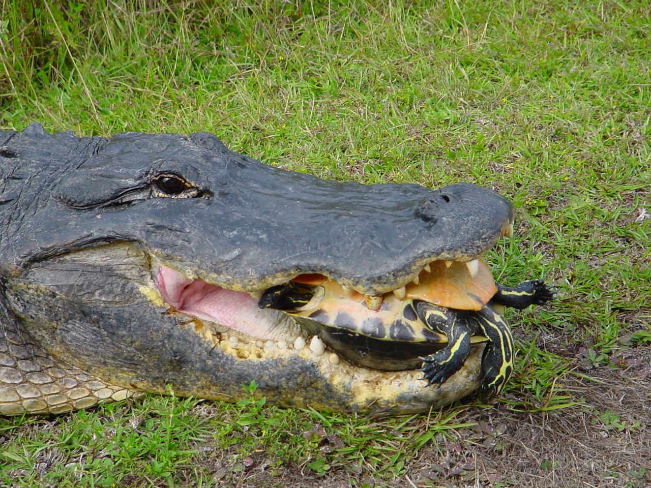 Alligator trumps turtle