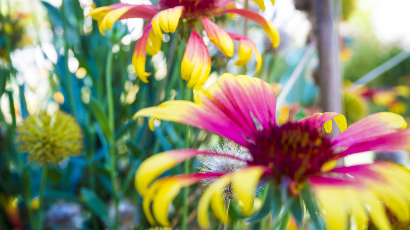 Blossoming across both digital and physical spaces